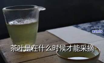 捡到茶叶意味着什么-捡到茶叶意味着什么意思