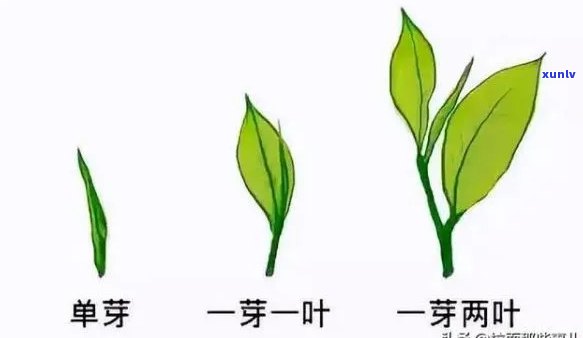 茶叶的叶子是什么样子，揭秘茶叶叶子的形态与特征