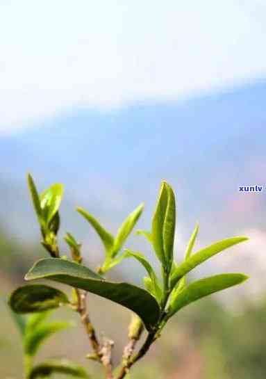 昆明哪里卖茶，寻找好茶？昆明这些地方不容错过！