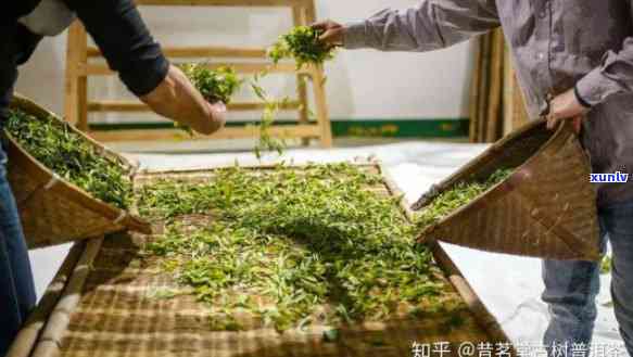 茶叶萎凋新技术视频讲解，掌握茶叶萎凋新技术：视频讲解详细解析