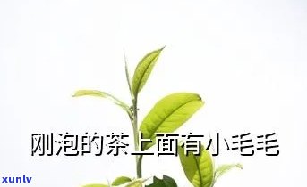 茶叶泡的水有毛带光-茶叶泡的水有毛带光泽正常吗