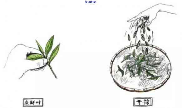 茶叶的 *** 过程图片简笔画，茶叶 *** 过程简笔画：从采摘到泡茶全解