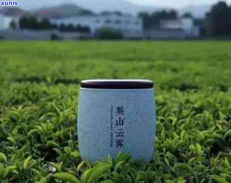 茶叶的 *** 过程图片卡通，茶文化的艺术呈现：茶叶 *** 过程的可爱卡通图解