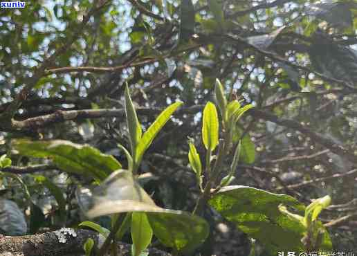 银饰翡翠吊坠值钱吗？探讨其价值与图片解析