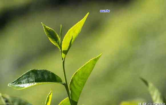 银饰翡翠吊坠值钱吗？探讨其价值与图片解析