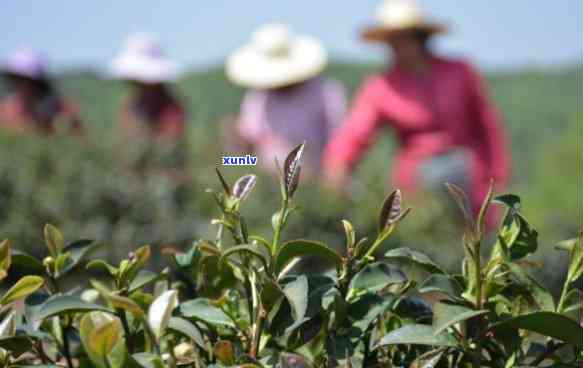 随州产什么茶？探究随州主要茶叶品种及产量