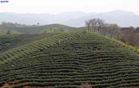 随州名茶：云雾毛尖茶的价格及购买指南