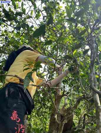 王子山属于哪个茶区，王子山：探寻其所属的茶区