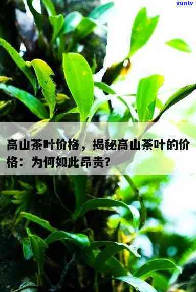 茶叶为什么贵的很贵呢，揭秘茶叶价格高昂的原因：为何优质的茶叶如此昂贵？