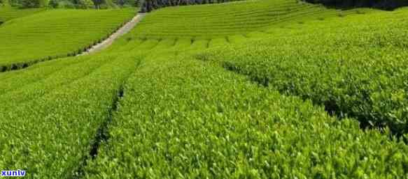 茶叶的原产地是中国,中国是茶的故乡，中国：茶的故乡，茶叶的原产地