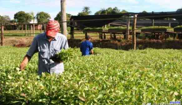 世界更大茶叶进口国是哪个，揭秘：全球更大的茶叶进口国是哪个？