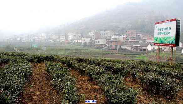 茶叶的原产地是哪国最多，揭秘茶叶的起源地：哪个产茶最多？