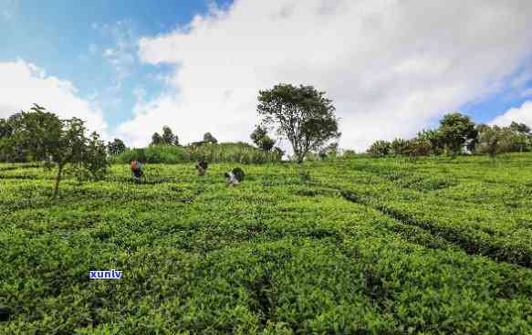 世界之一产茶大国是，揭示茶叶大国：世界之一产茶国究竟是哪个？