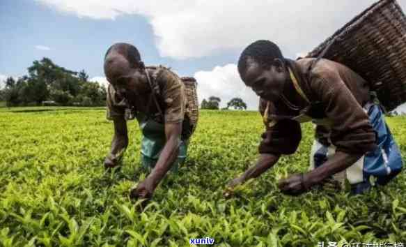 世界之一产茶大国是，揭示茶叶大国：世界之一产茶国究竟是哪个？