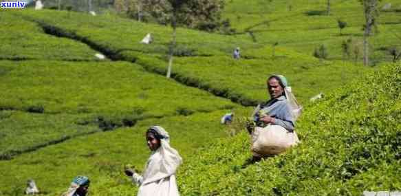 世界四大茶叶生产，探索世界四大茶叶生产国的茶文化与产业