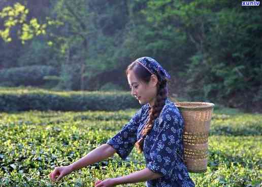 帮外婆卖茶叶的女孩，小小售茶员：女孩帮助外婆销售茶叶的故事