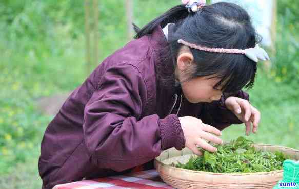 帮外婆卖茶叶的女孩，小小售茶员：女孩帮助外婆销售茶叶的故事