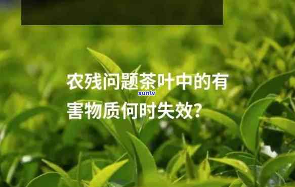 茶叶农药残留的危害-茶叶农药残留的危害有哪些