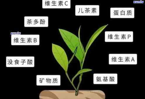 茶叶对人体有没有害健，探讨茶叶对健的影响：有害还是有益？