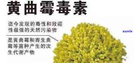 黄曲霉素溶于茶水吗？原因与性解析