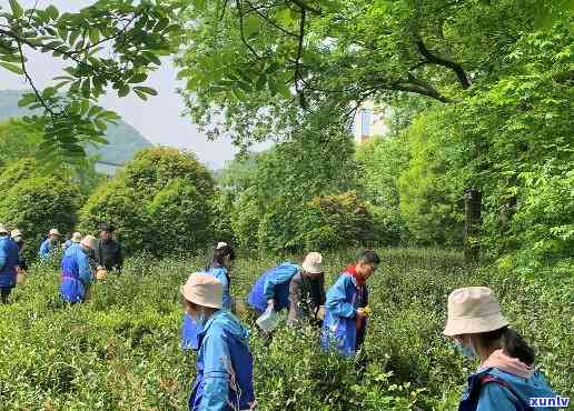 安徽庐江白云春毫：茶园、文化与研学之旅