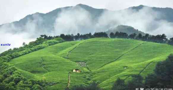 罗山县茶叶哪里好，探秘罗山县优质茶叶产地，一其独特魅力！