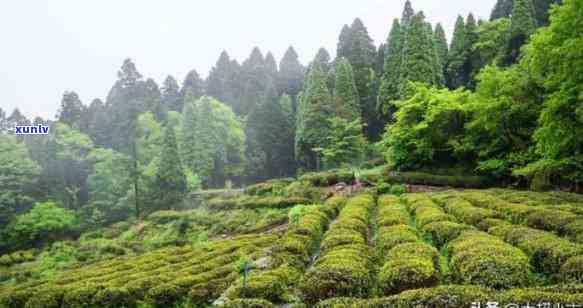 罗山县茶叶哪里好，探秘罗山县优质茶叶产地，一其独特魅力！