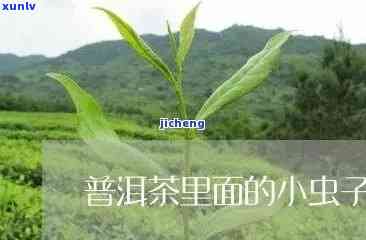 茶叶里的虫子是什么虫子图片，揭秘茶叶中的小生物：虫子的真面目大公开！附高清图片