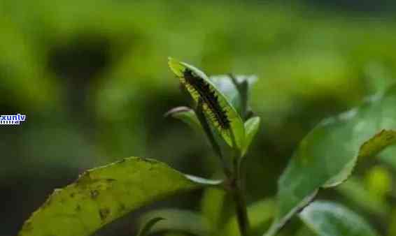 茶叶里的虫子是什么虫子图片，揭秘茶叶中的小生物：虫子的真面目大公开！附高清图片