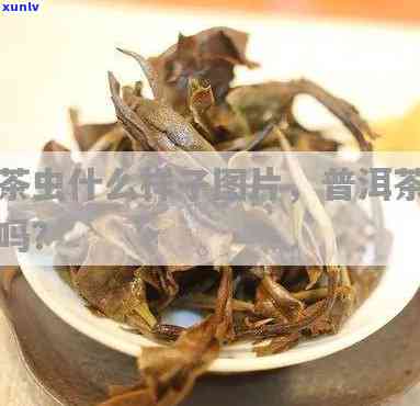 茶叶里的虫子是什么虫子图片，揭秘茶叶中的小生物：虫子的真面目大公开！附高清图片