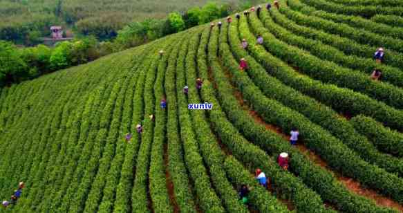 太湖县哪里的茶叶好-太湖县哪里的茶叶好喝