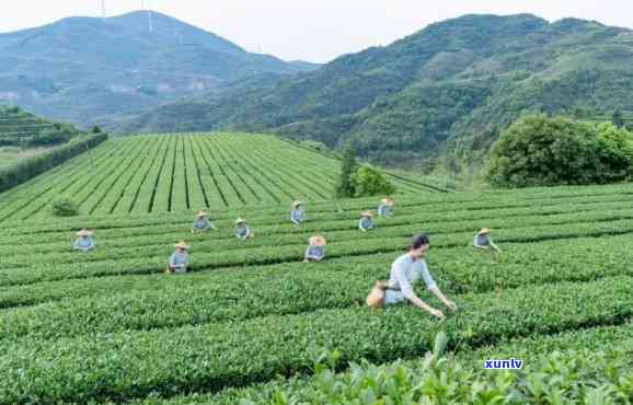 太湖县哪里的茶叶好-太湖县哪里的茶叶好喝