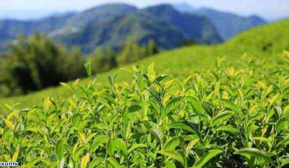 太湖县哪里的茶叶好-太湖县哪里的茶叶好喝