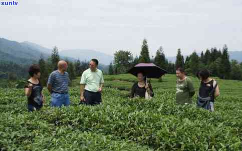 雅安买茶叶哪里？推荐几个热门销售地点