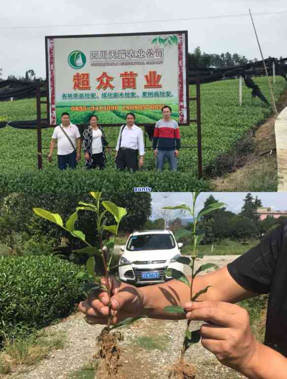 雅安茶叶市场哪个？寻找卖、吃的茶叶