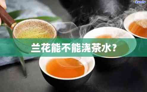 茶叶水浇兰花好吗，茶叶水浇兰花：好处与注意事