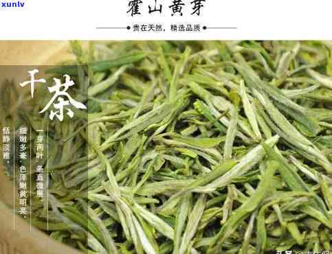 黄山哪里的茶叶吃，探秘黄山：揭秘哪里的茶叶口感？