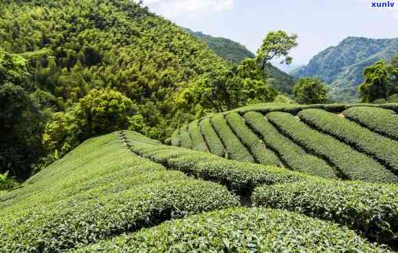 黄山产茶叶的地方，探访黄山：揭秘中国优质茶叶的产地