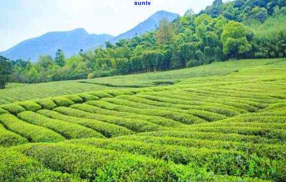 黄山哪里的茶叶-黄山哪里的茶叶喝