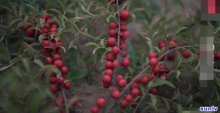 茶叶是叶子好还是芽好，茶叶，究竟是叶子好还是芽好？探讨茶叶的种类和品质差异