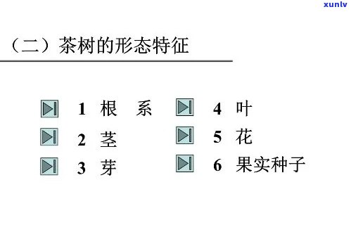 茶叶根：形态、种类全揭秘