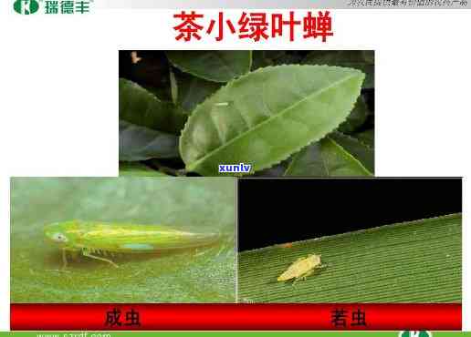 茶叶病虫害防治视频-茶叶病虫害防治视频讲解