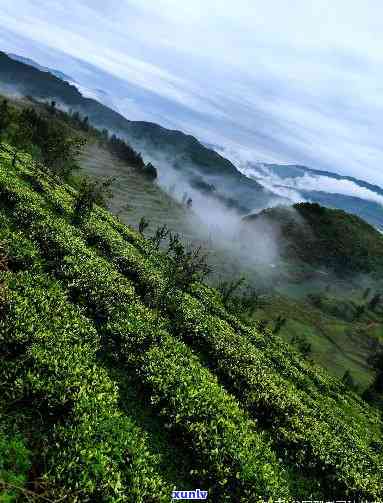 贵阳哪里的茶叶比较好，探秘贵阳：寻找更优质的茶叶产地