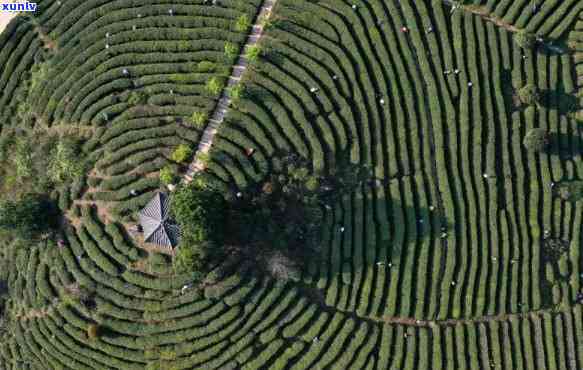 贵阳哪里的茶叶比较好，探秘贵阳：寻找更优质的茶叶产地