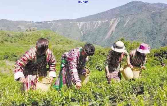 墨脱茶叶哪个牌子好-墨脱茶叶哪个牌子好喝