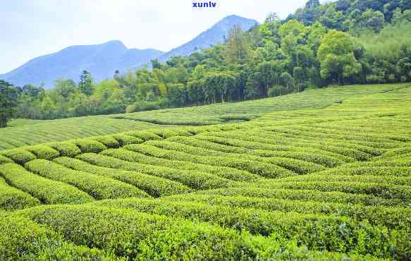 歙县哪里的茶叶卖？揭秘歙县茶叶场及销售热点区域