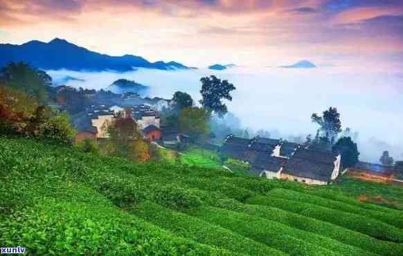 歙县哪里的茶叶-歙县哪里的茶叶喝