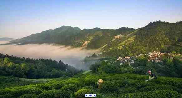 歙县哪里的茶叶-歙县哪里的茶叶喝