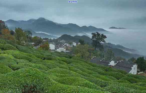 歙县哪里的茶叶-歙县哪里的茶叶喝