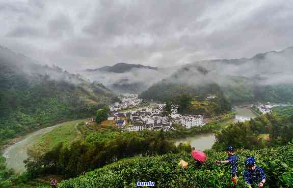 歙县哪里的茶叶-歙县哪里的茶叶喝